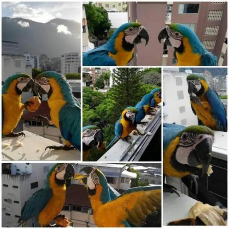 Apartamento Cerca Del Boulevard De Sabana Grande Y Zona Comercial Caracas Venezuela
